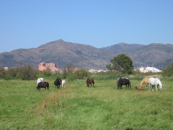 chevaux à Empuriabrava, Rosas, de loin