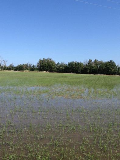 rizière près de Castello d'Empuries